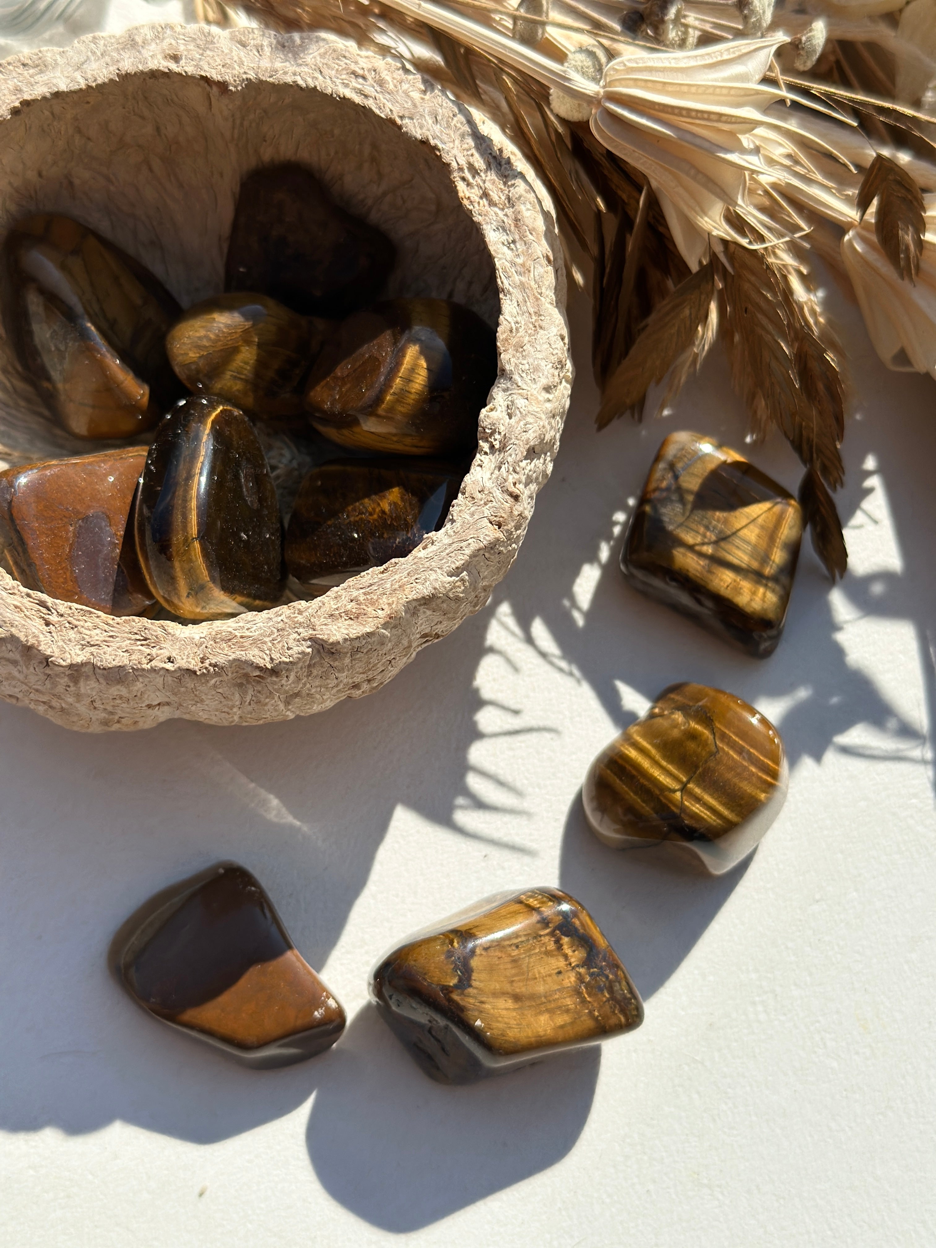 ŒIL DE TIGRE AFRIQUE DU SUD