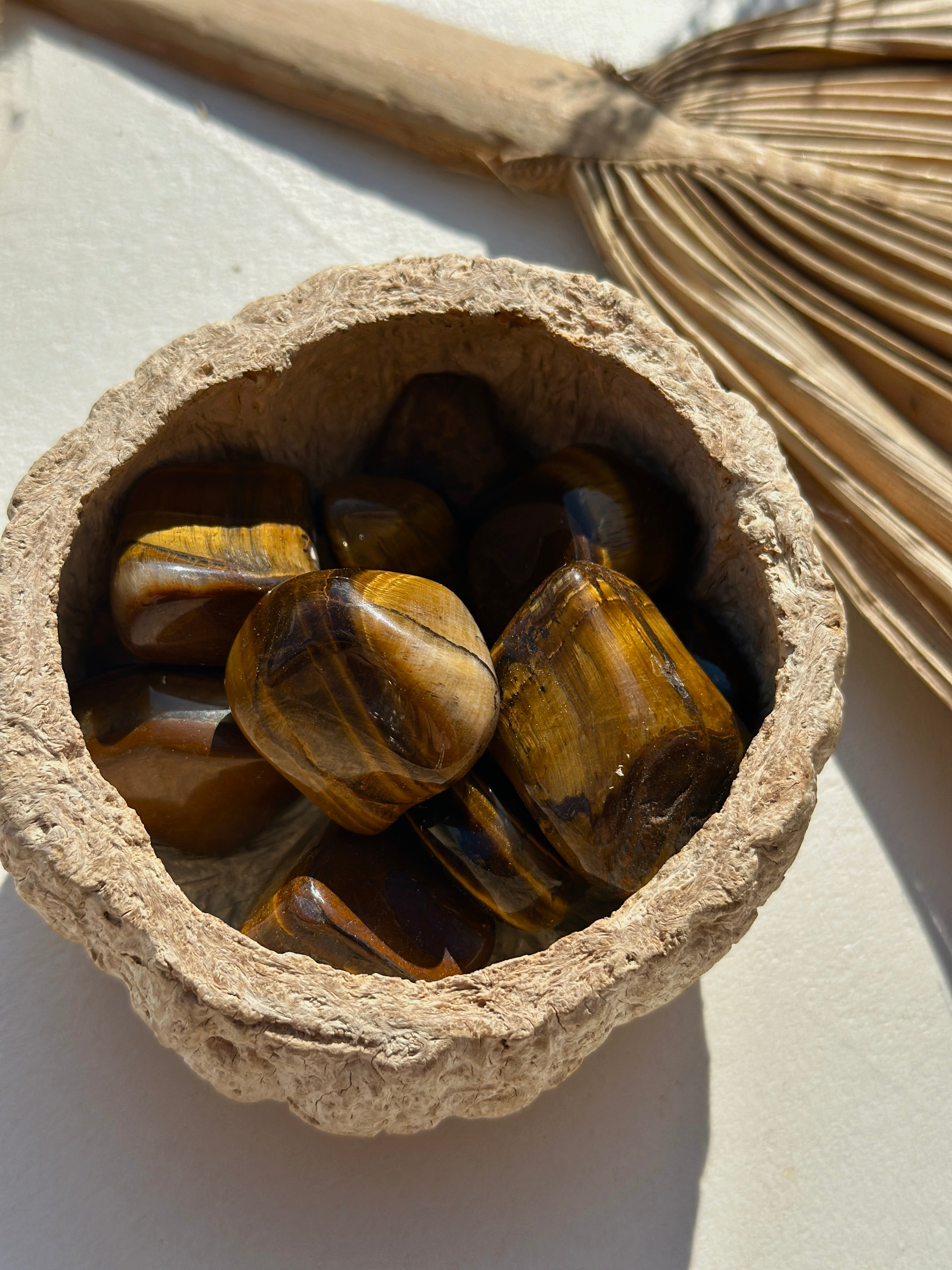 ŒIL DE TIGRE AFRIQUE DU SUD