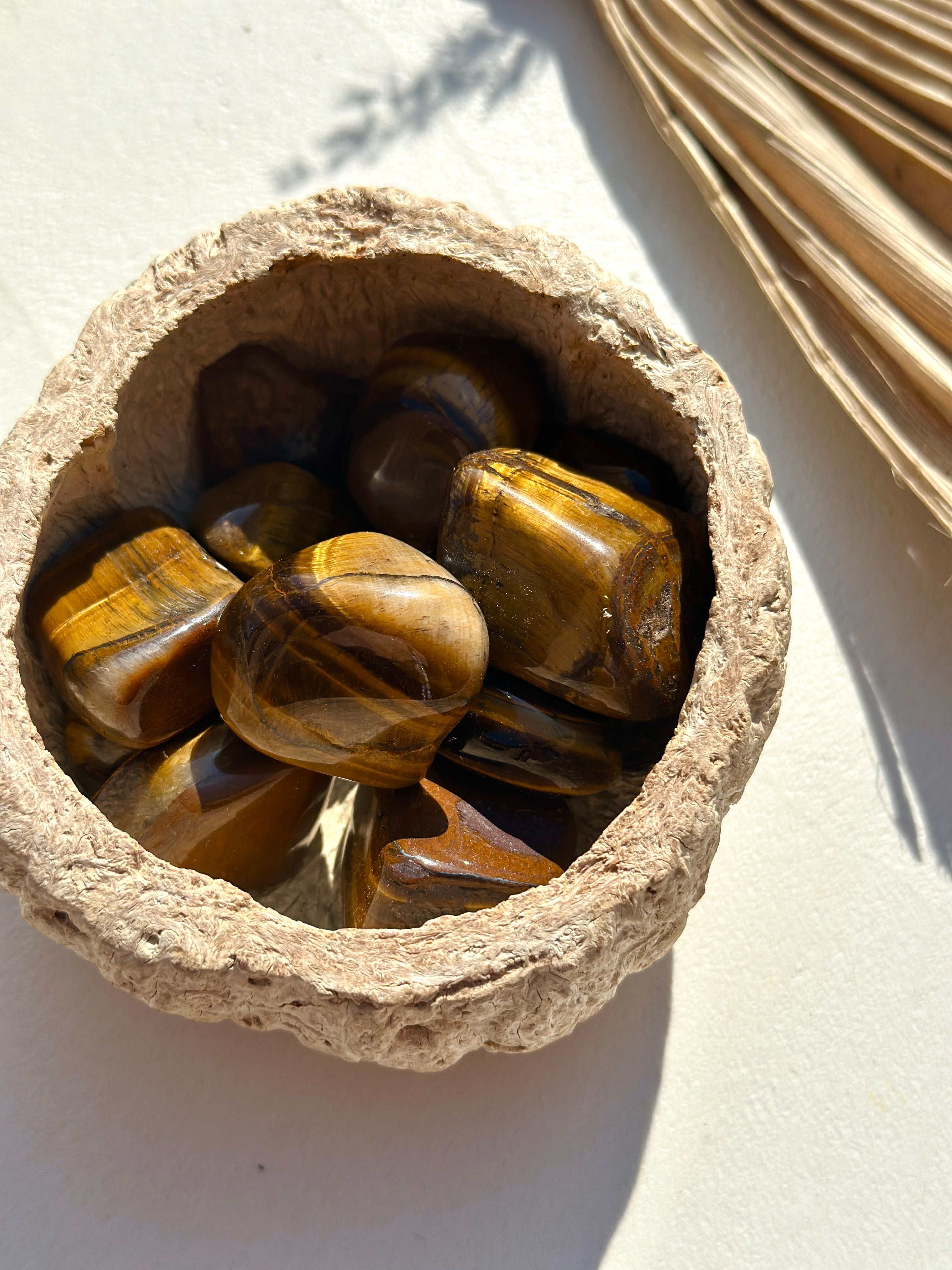 ŒIL DE TIGRE D'AFRIQUE DU SUD