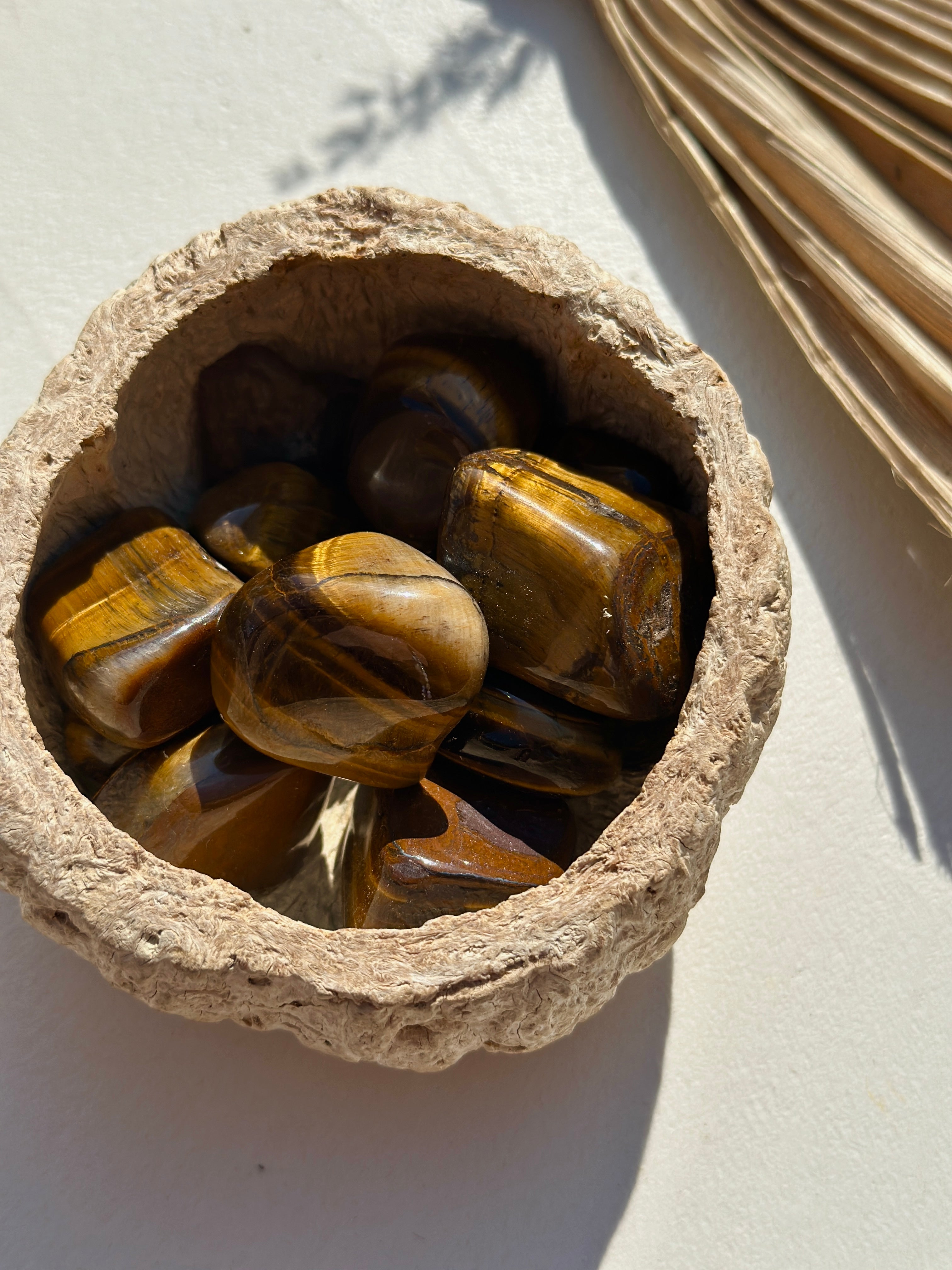 ŒIL DE TIGRE AFRIQUE DU SUD