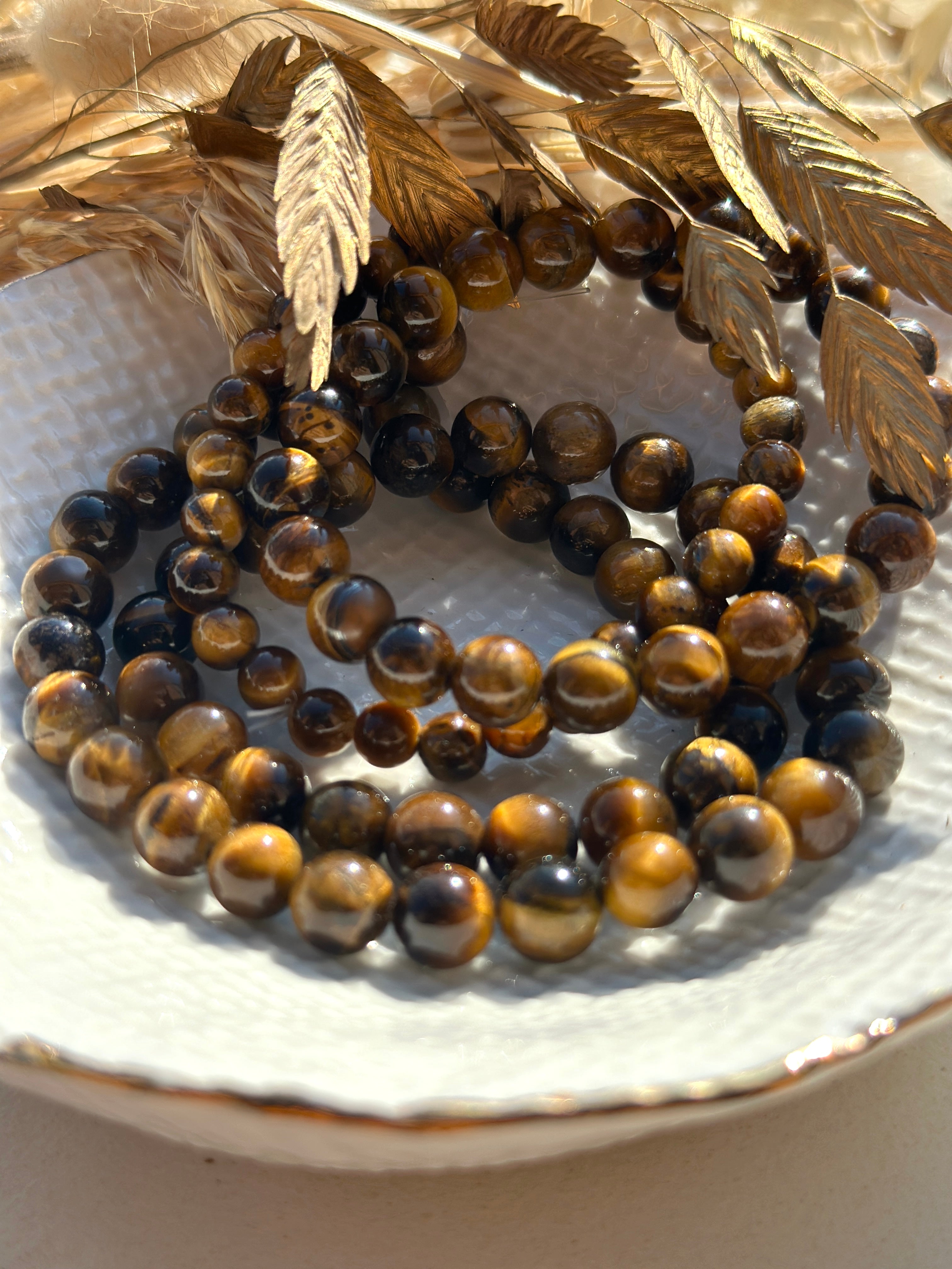 ŒIL DE TIGRE D'AFRIQUE DU SUD