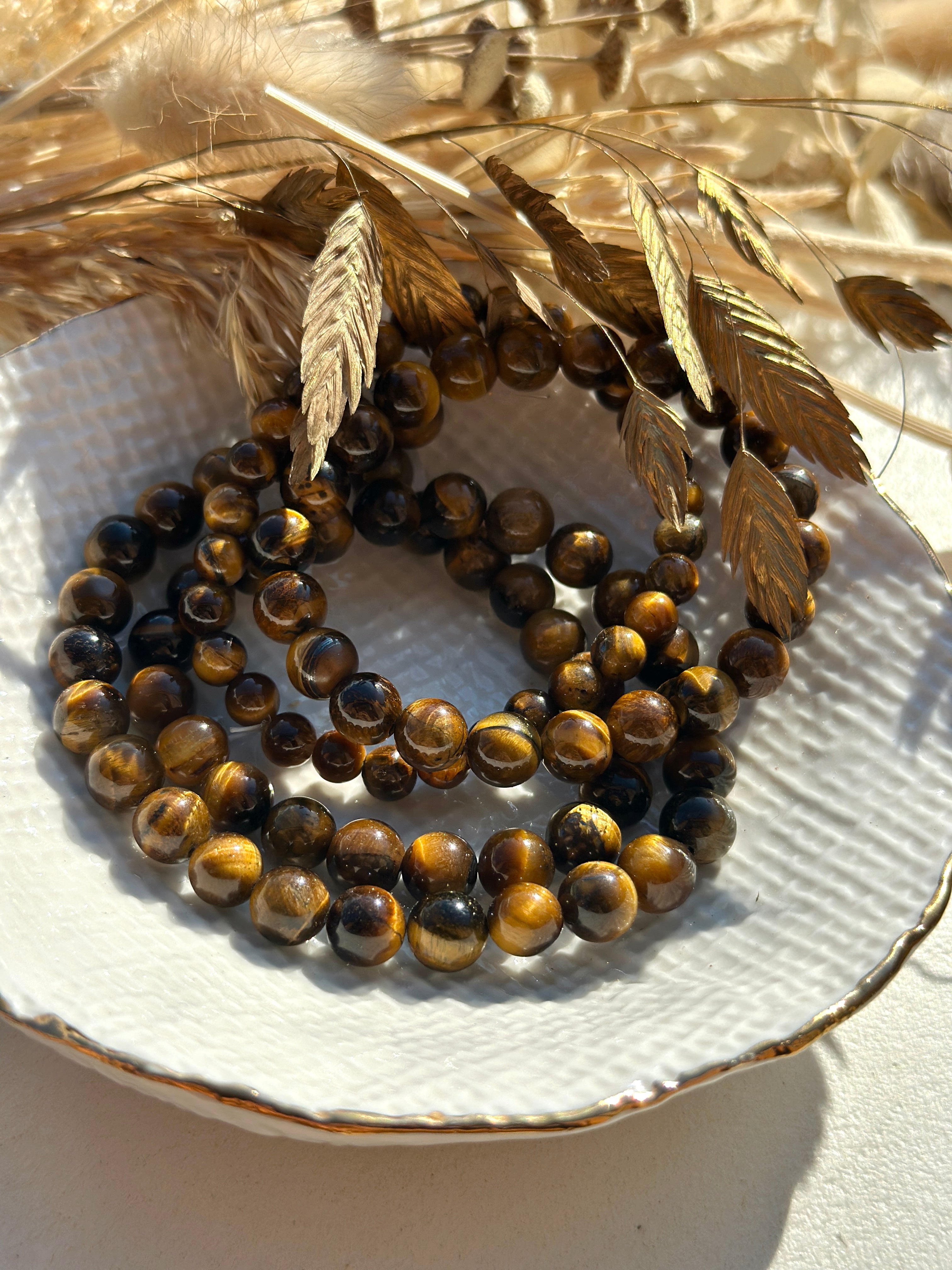 ŒIL DE TIGRE D'AFRIQUE DU SUD